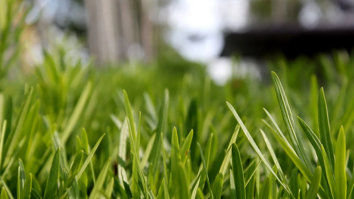 草刈りの前に見ておく、草の生えた庭の地面