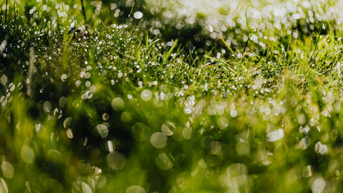 雨に濡れた草むらと、水を含んだ地面のようす