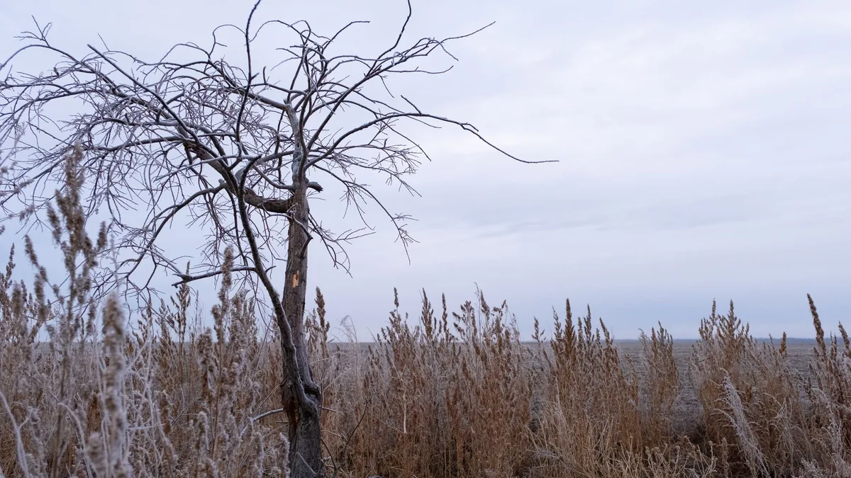 冬の季節に枯れたまま残っている草むらの風景